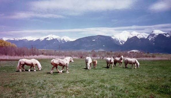 Warland Farm - American Cream Draft Horses